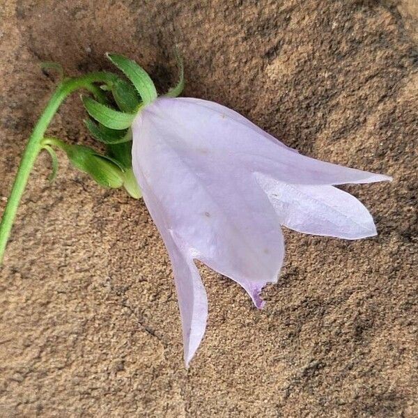 Campanula rapunculoides Blomst