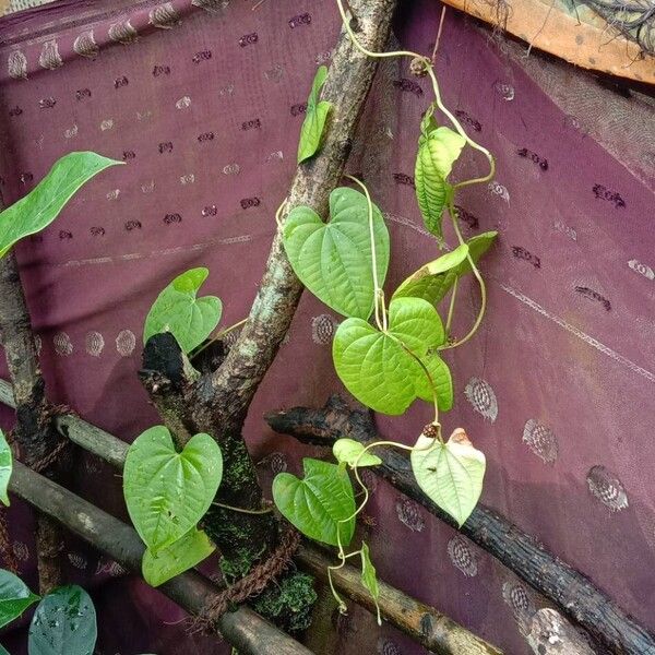 Dioscorea bulbifera Habitus