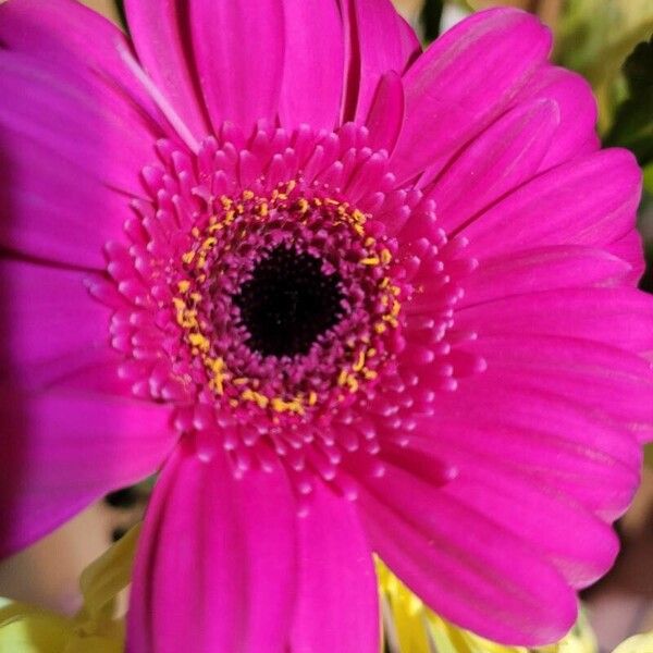 Gerbera spp. Žiedas