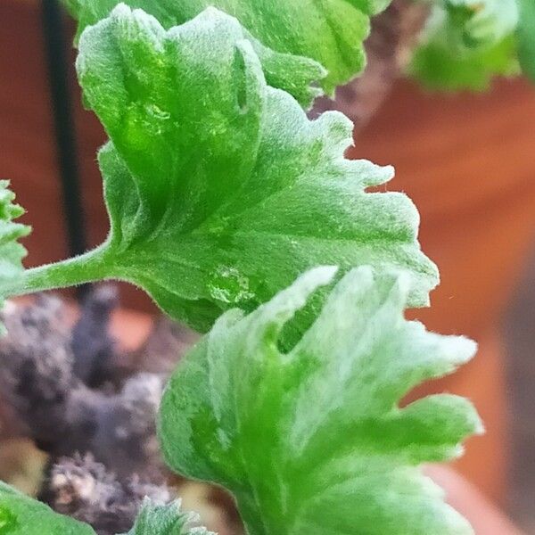 Pelargonium crassicaule Blad