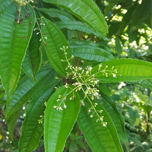 Miconia prasina Leaf