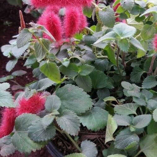 Acalypha macrostachya Habit