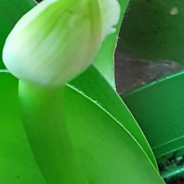 Haemanthus albiflos Lorea