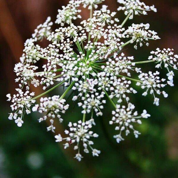 Peucedanum palustre Blüte