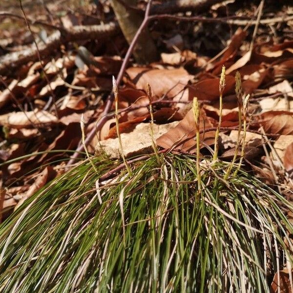 Carex humilis Flower