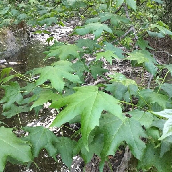 Liquidambar formosana 葉