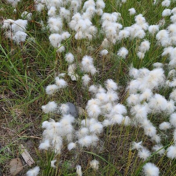 Eriophorum scheuchzeri Virág