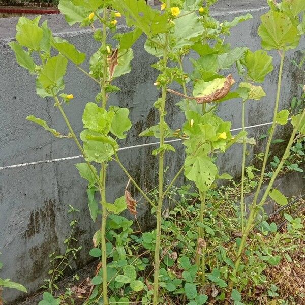 Malachra capitata Агульны выгляд