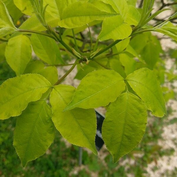 Staphylea trifolia Leaf