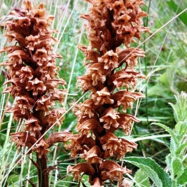 Orobanche elatior Blomma