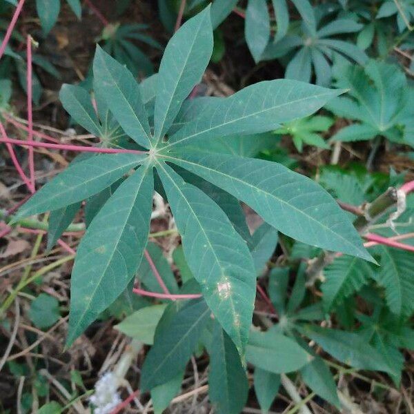 Manihot esculenta Leaf