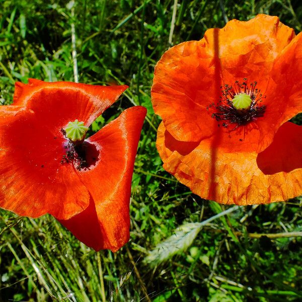 Papaver rhoeas Kukka