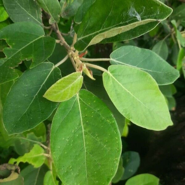 Ficus stuhlmannii Leaf