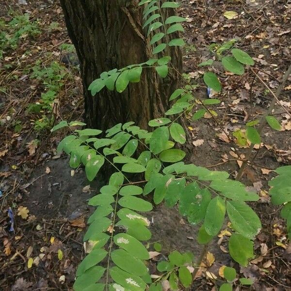 Robinia pseudoacacia Foglia