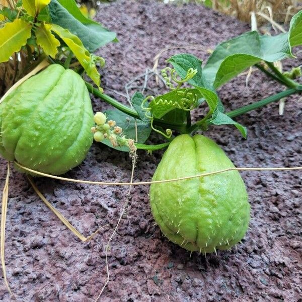 Sechium edule Fruchs