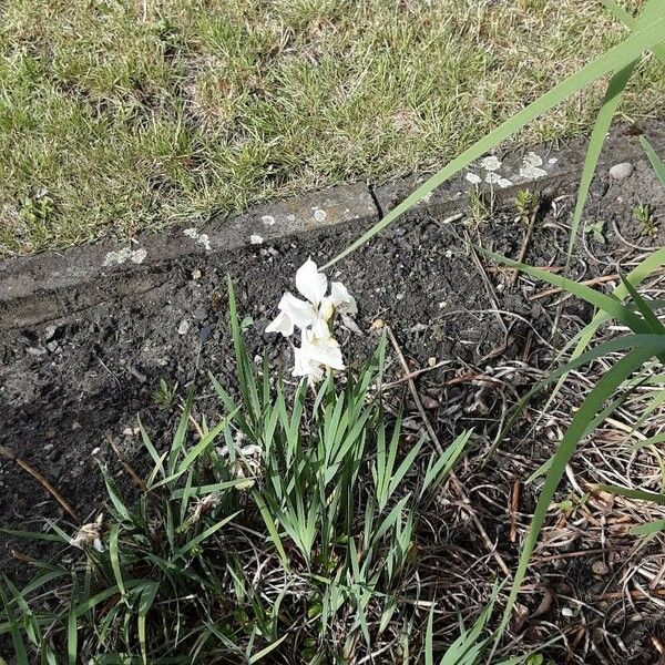 Iris albicans Συνήθη χαρακτηριστικά