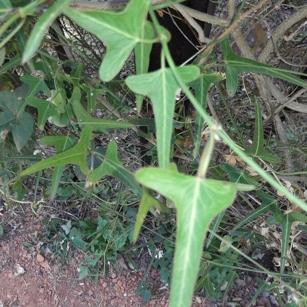 Ipomoea sagittata Folio