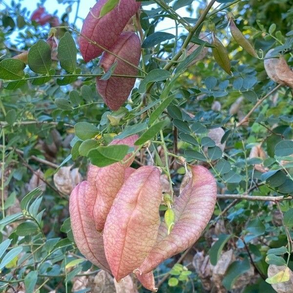 Colutea arborescens Φρούτο