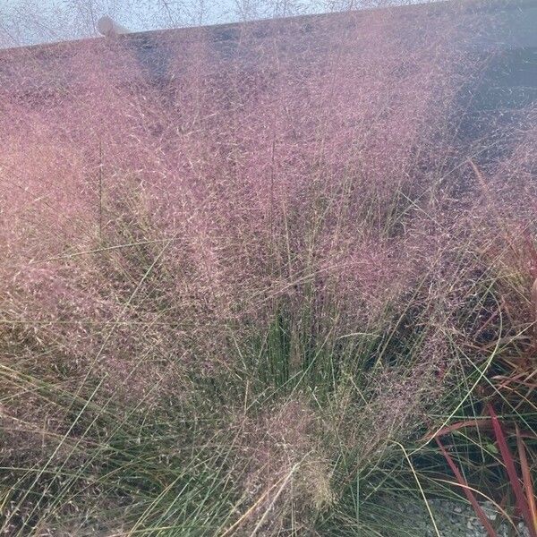 Muhlenbergia capillaris ফুল