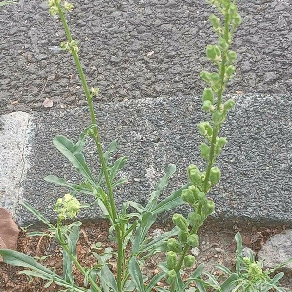 Reseda lutea Vekstform