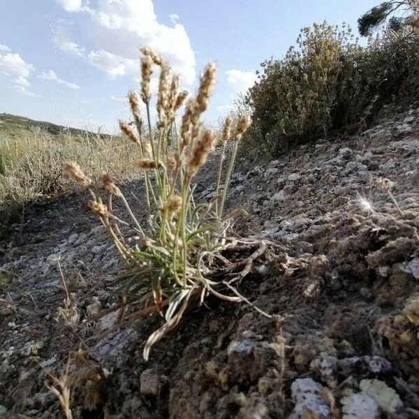 Plantago albicans Хабит