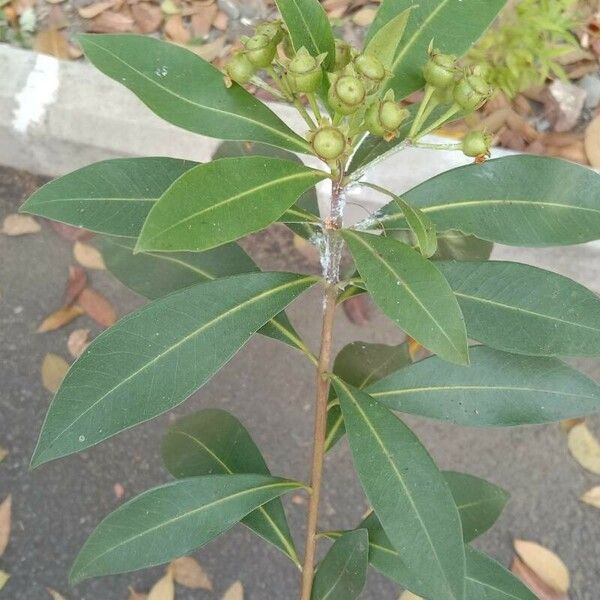 Syzygium jambos Leaf