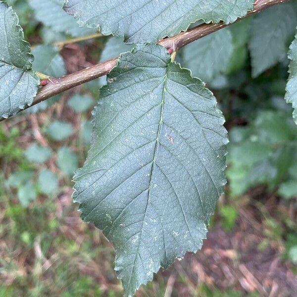 Ulmus minor Blad