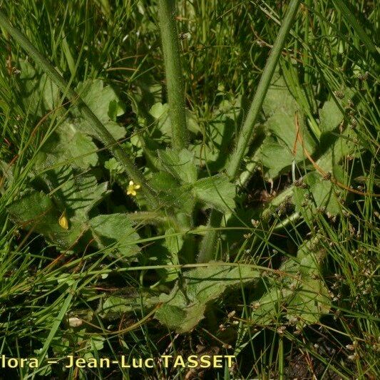 Ranunculus velutinus 其他