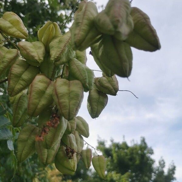 Koelreuteria paniculata 果實