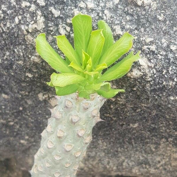 Euphorbia poissonii Leaf