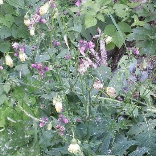 Cirsium erisithales पत्ता