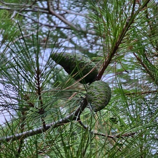 Pinus halepensis Frukt