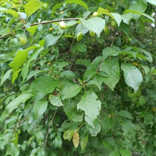Prunus domestica Lapas