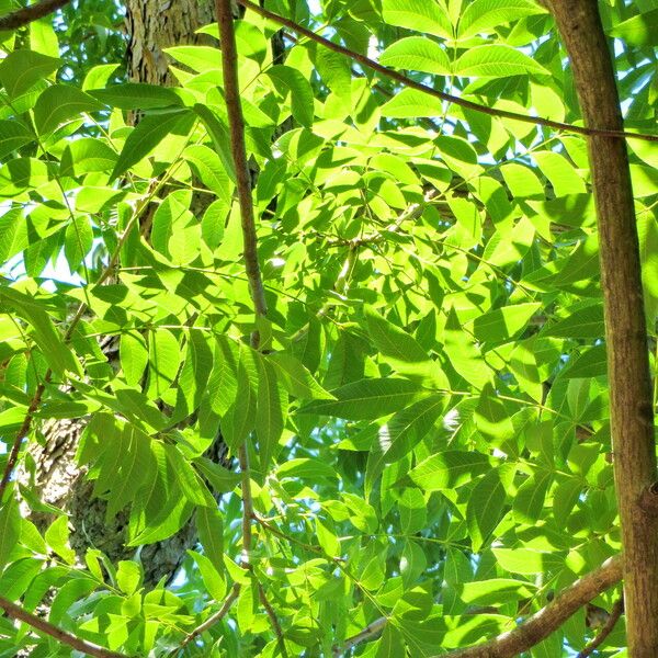 Carya illinoinensis Feuille