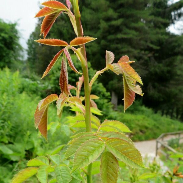 Rosa pouzinii List