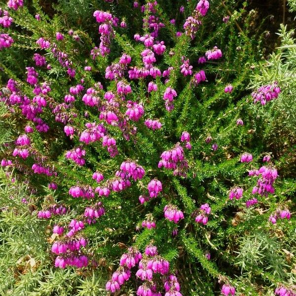 Erica cinerea Habitus