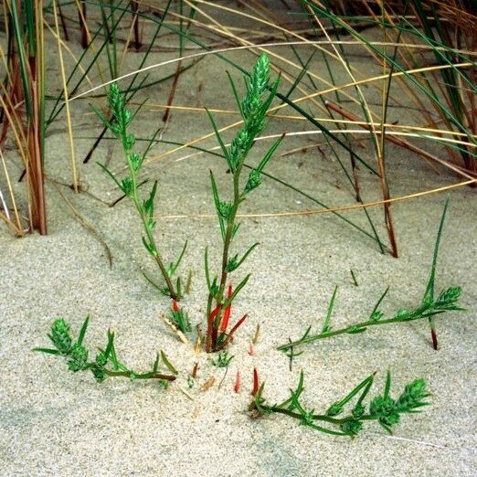 Corispermum pallasii 形态