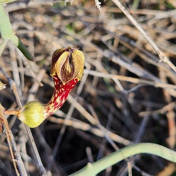 Ceropegia aristolochioides Kvet