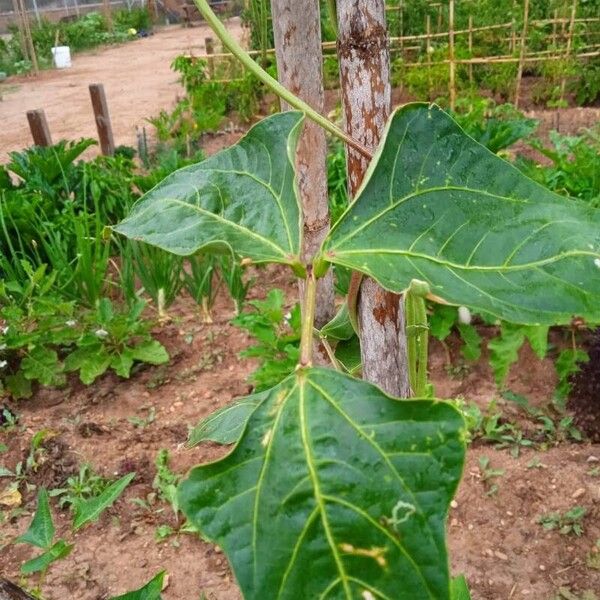 Vigna unguiculata Yaprak