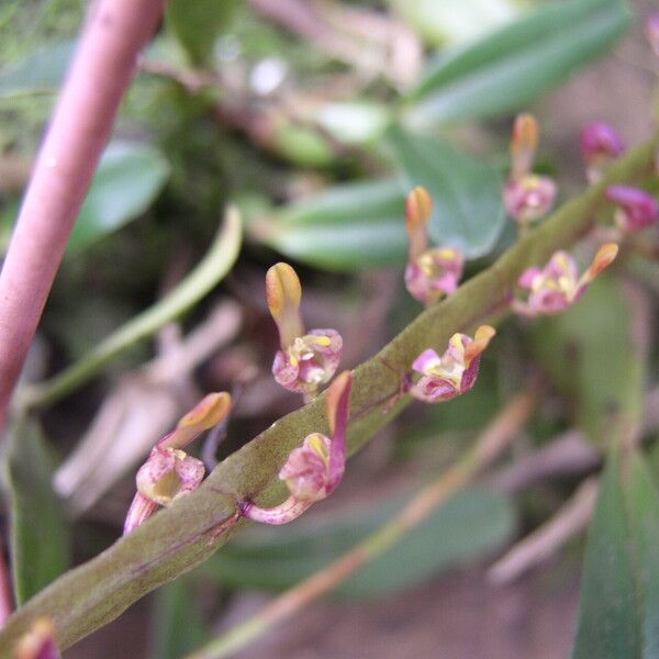 Bulbophyllum falcatum Цвят