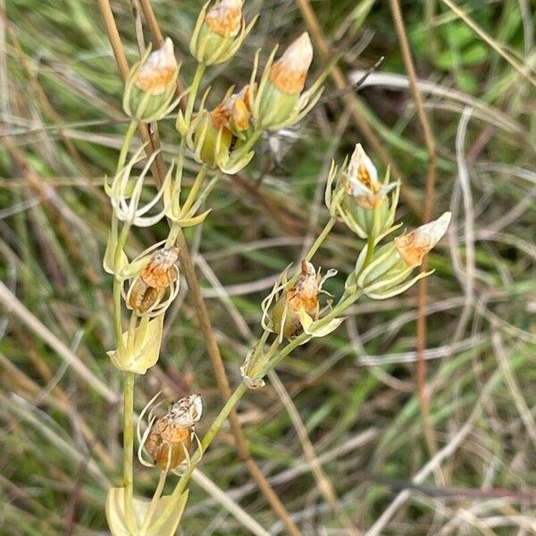 Blackstonia perfoliata 花