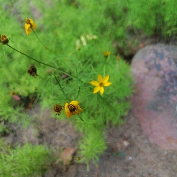 Coreopsis verticillata Flor