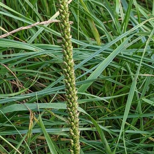 Plantago major Květ