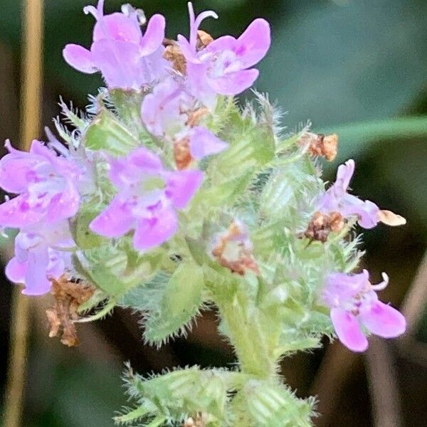 Thymus pulegioides Flower