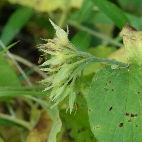 Symphytum bulbosum Ffrwyth