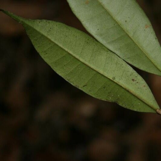 Myrcia decorticans Leaf