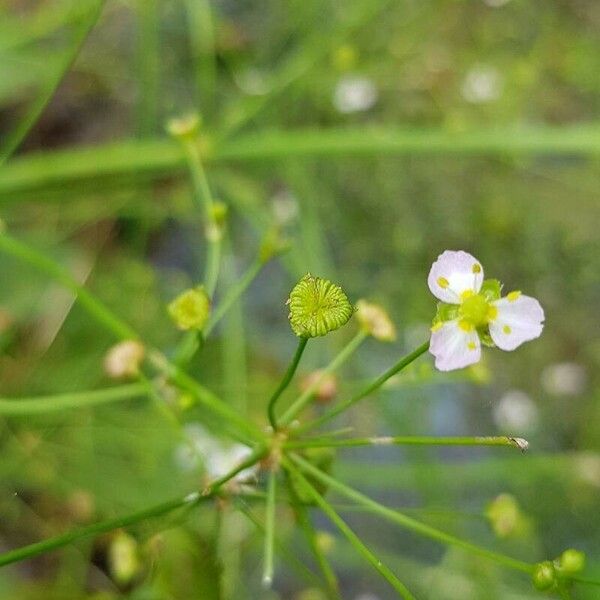 Alisma plantago-aquatica Otro