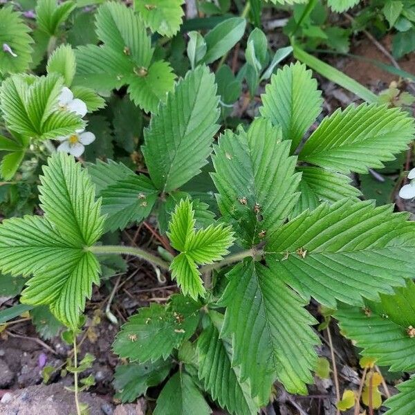 Fragaria viridis Floro