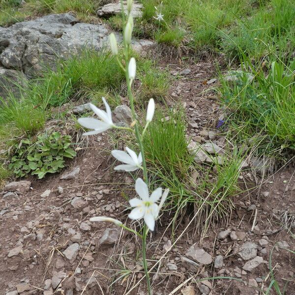 Anthericum liliago Elinympäristö