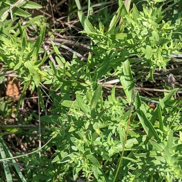 Symphyotrichum oblongifolium برگ